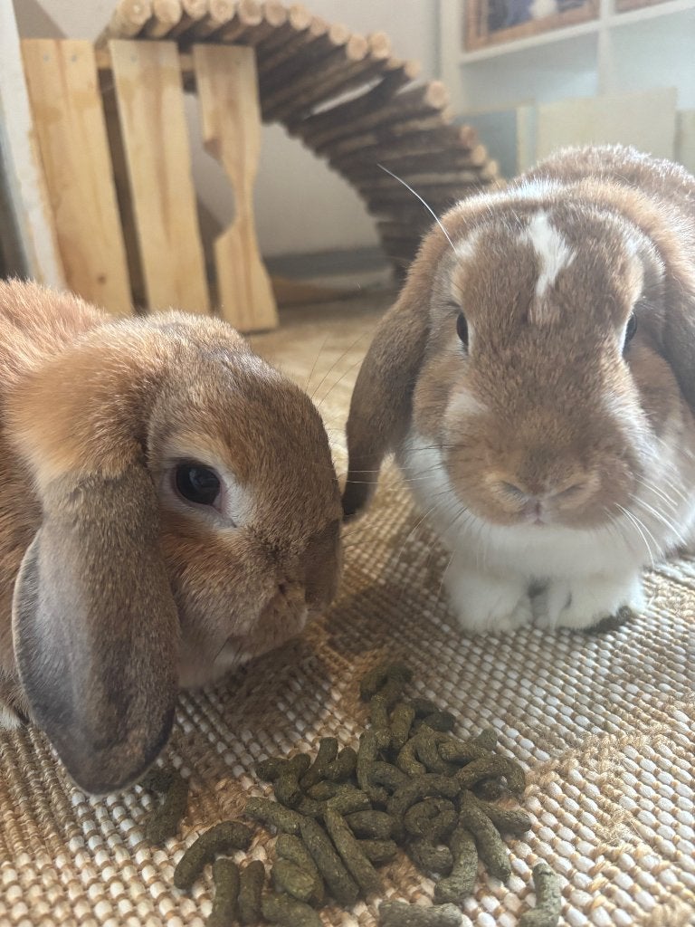 Hangoor konijnen man en vrouw, Dieren en Toebehoren, Konijnen, Meerdere dieren, Middelgroot, Hangoor, 0 tot 2 jaar