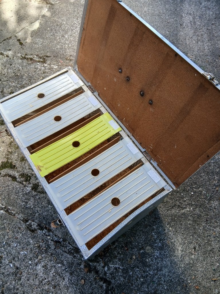 transportkrat duif, Dieren en Toebehoren, Vogels | Duiven, Vrouwelijk, Kropper