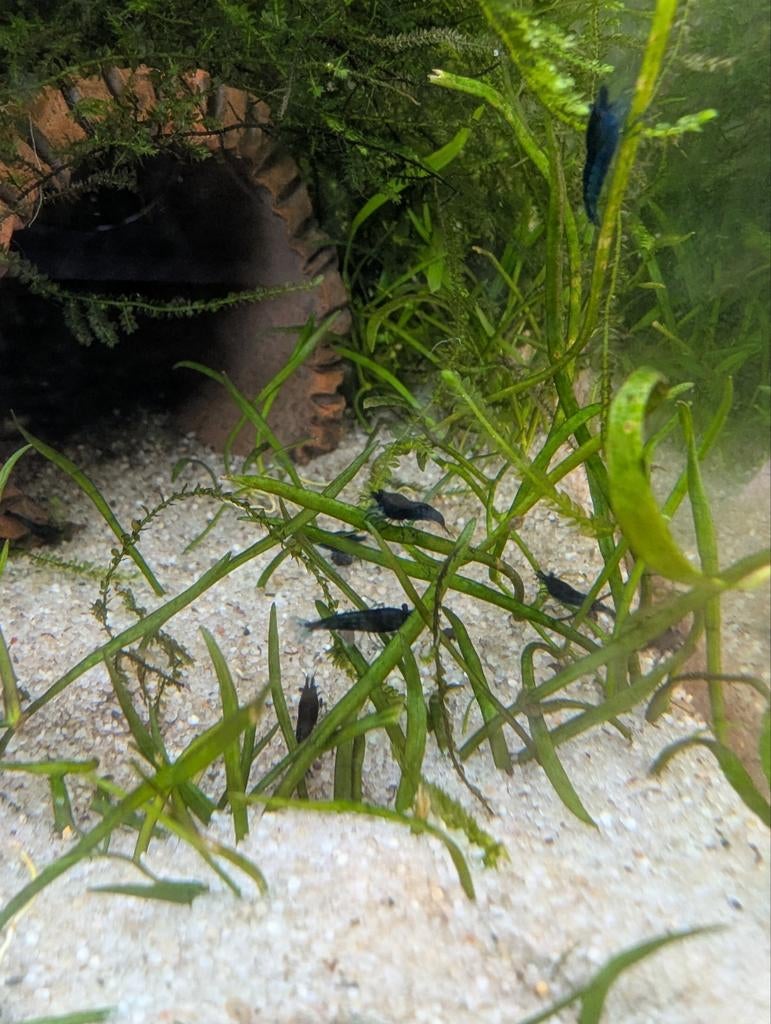 Blue Dream garnalen, Dieren en Toebehoren, Kreeft, Krab of Garnaal