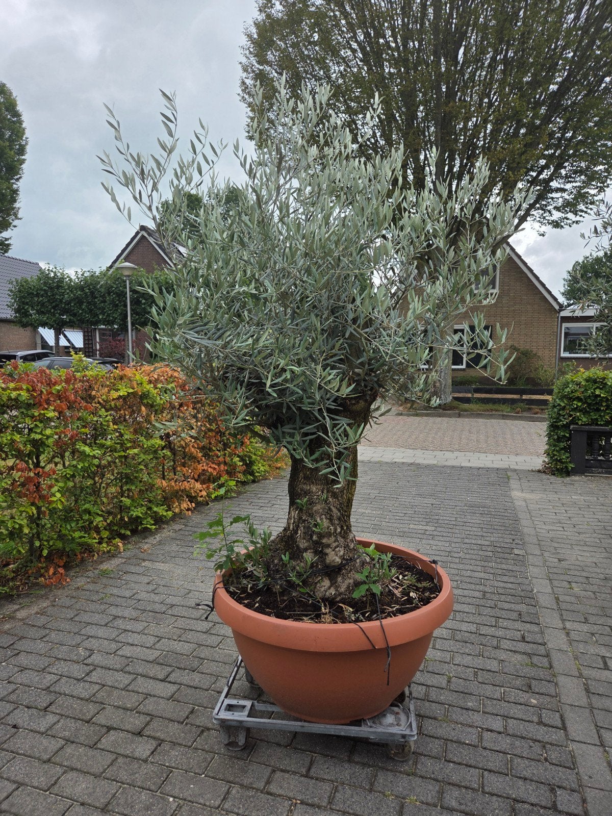 Prachtige oude Bonsai Olijfboom met kleine olijven, Ophalen, Volle zon, Vaste plant, Fruitplanten