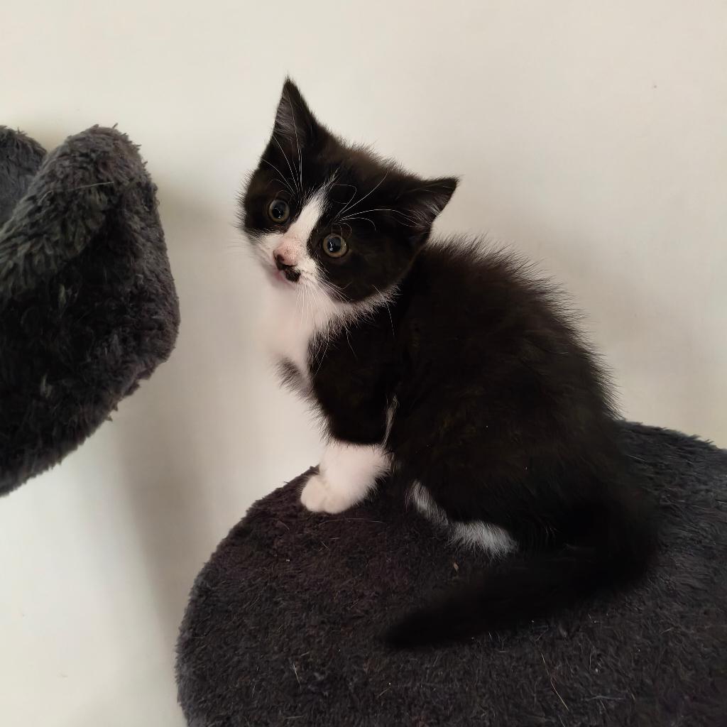 Dieren, Meerdere dieren, 0 tot 2 jaar