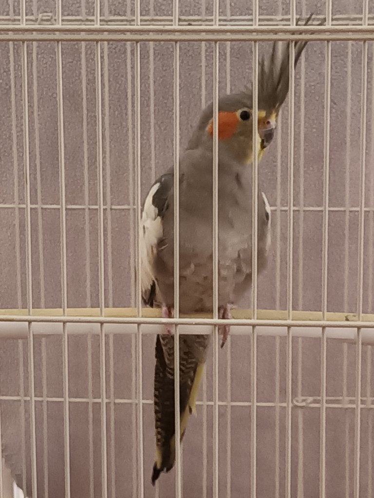 Valkparkiet gevonden Pijlsweerd, Utrecht, Vogel