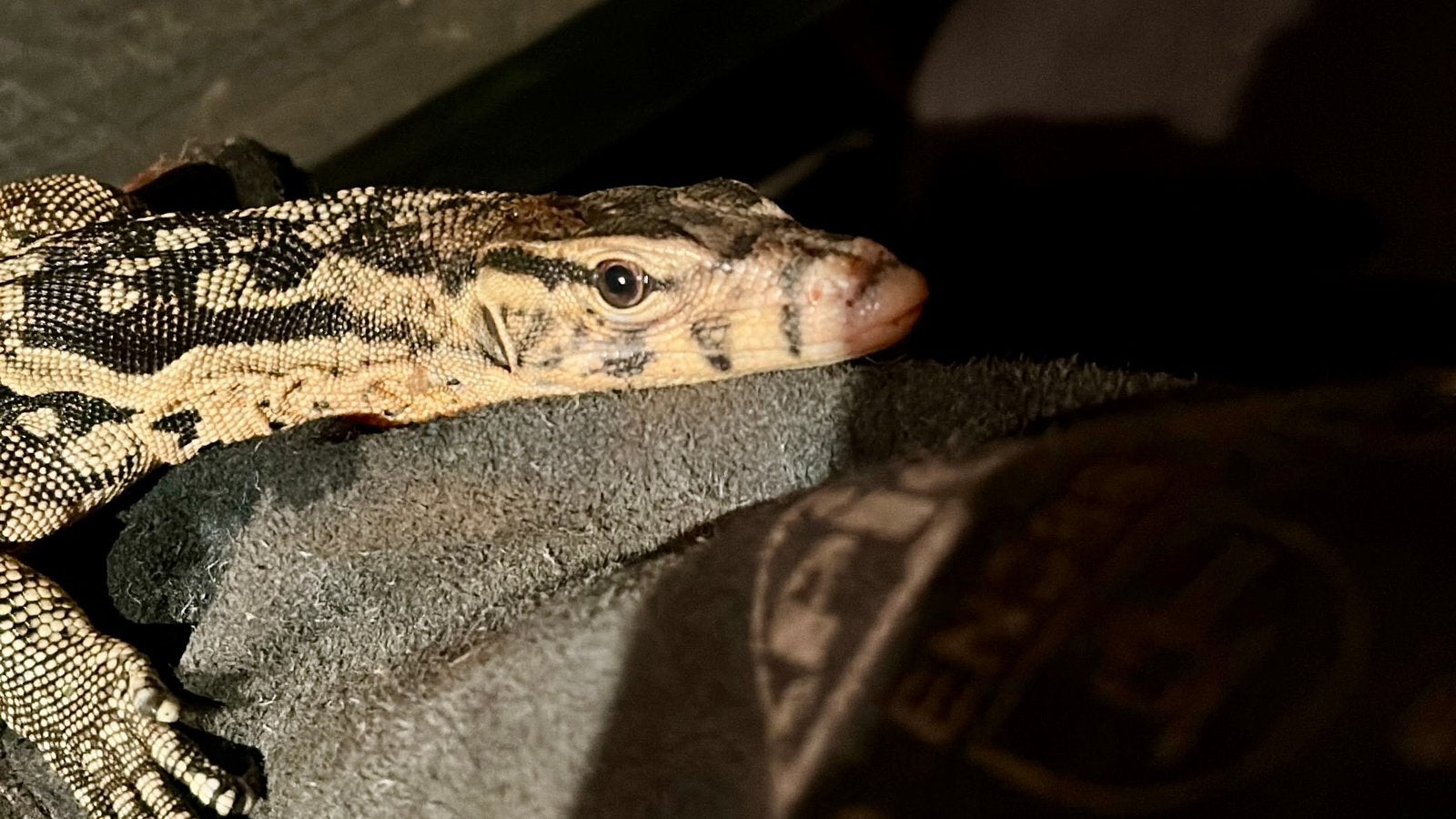 Sumbawa Varanus Salvator Monitor Lizard photo 3