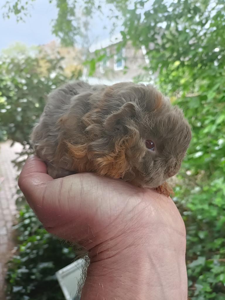 Jong cavia beertje, Dieren en Toebehoren, April, Mannelijk, Cavia