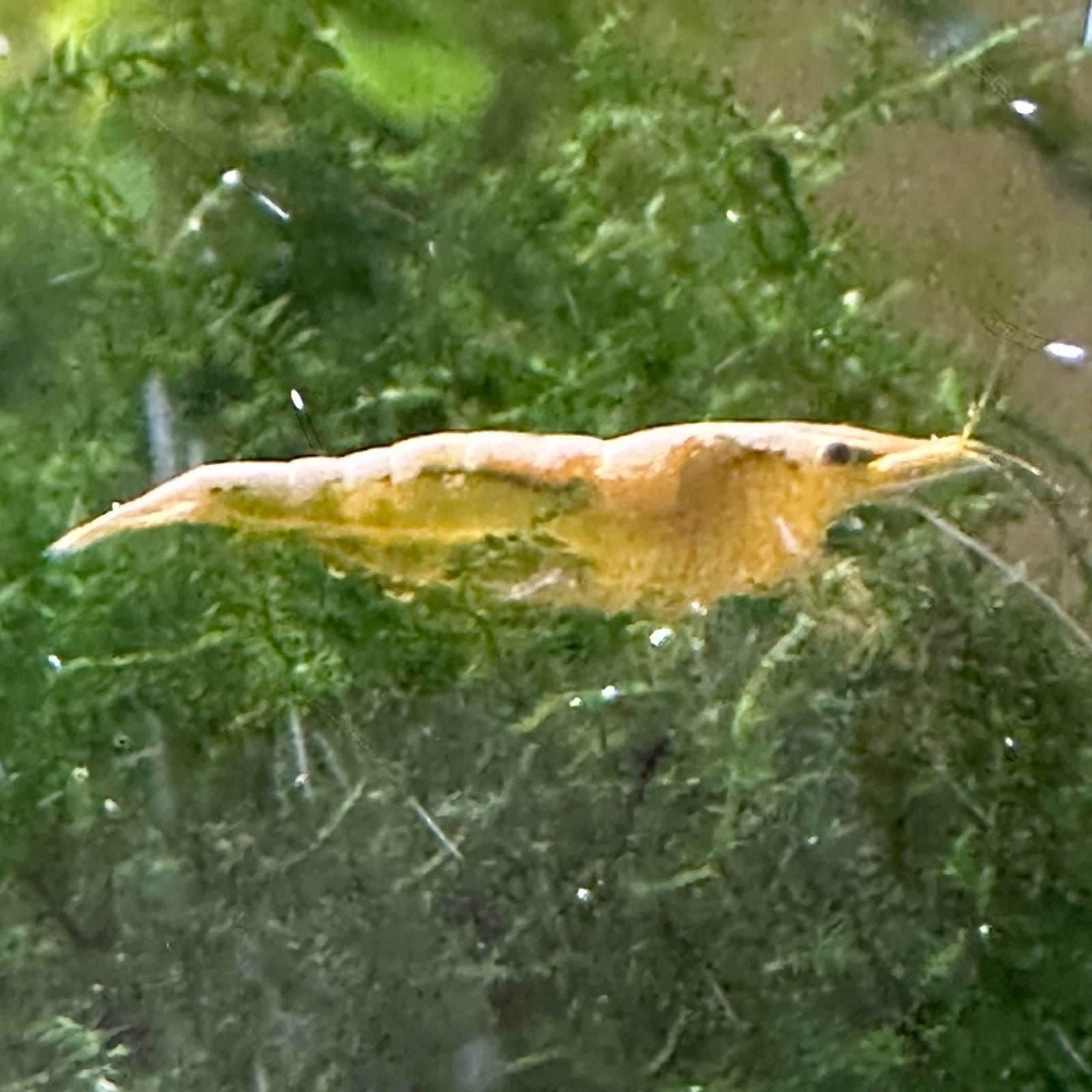 Gele (Yellow) Neocaridina garnalen + mos, Kreeft, Krab of Garnaal