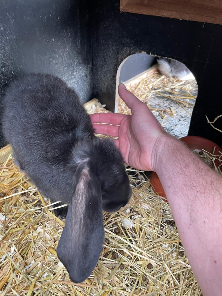 Jongen franse hangoren raszuiver, Meerdere dieren, Groot