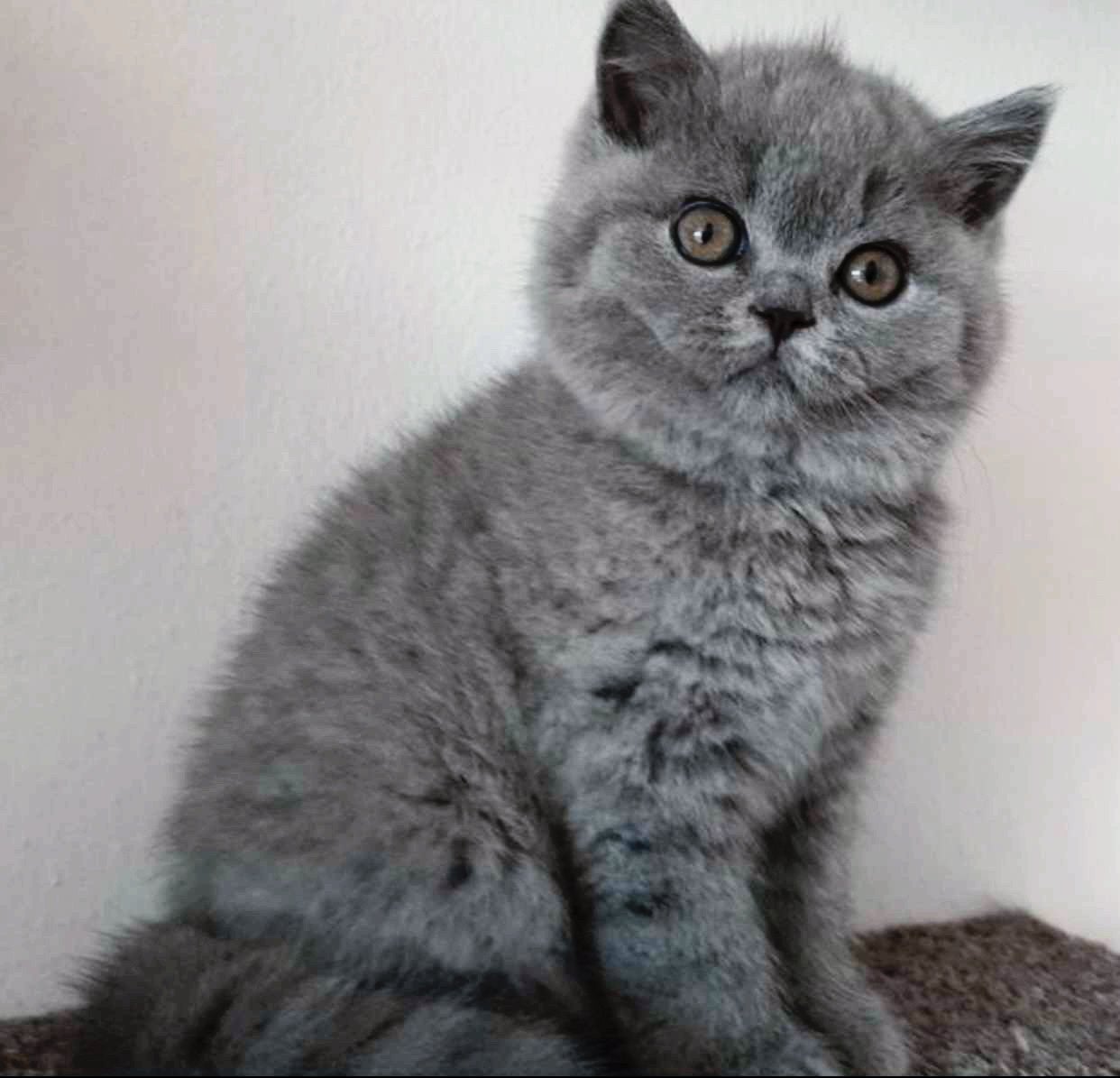 Schattige Britse korthaar kittens Klaar voor een gouden mand, Dieren en Toebehoren, Meerdere dieren, Ontwormd, 0 tot 2 jaar
