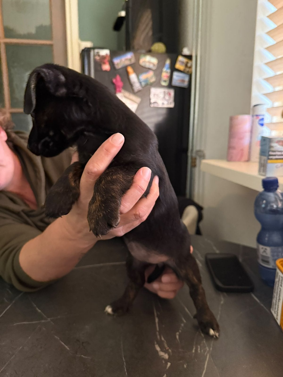 Nog 1 Jack Russel teefjes, Jack Russell Terriër, 8 tot 15 weken, Teef, Meerdere