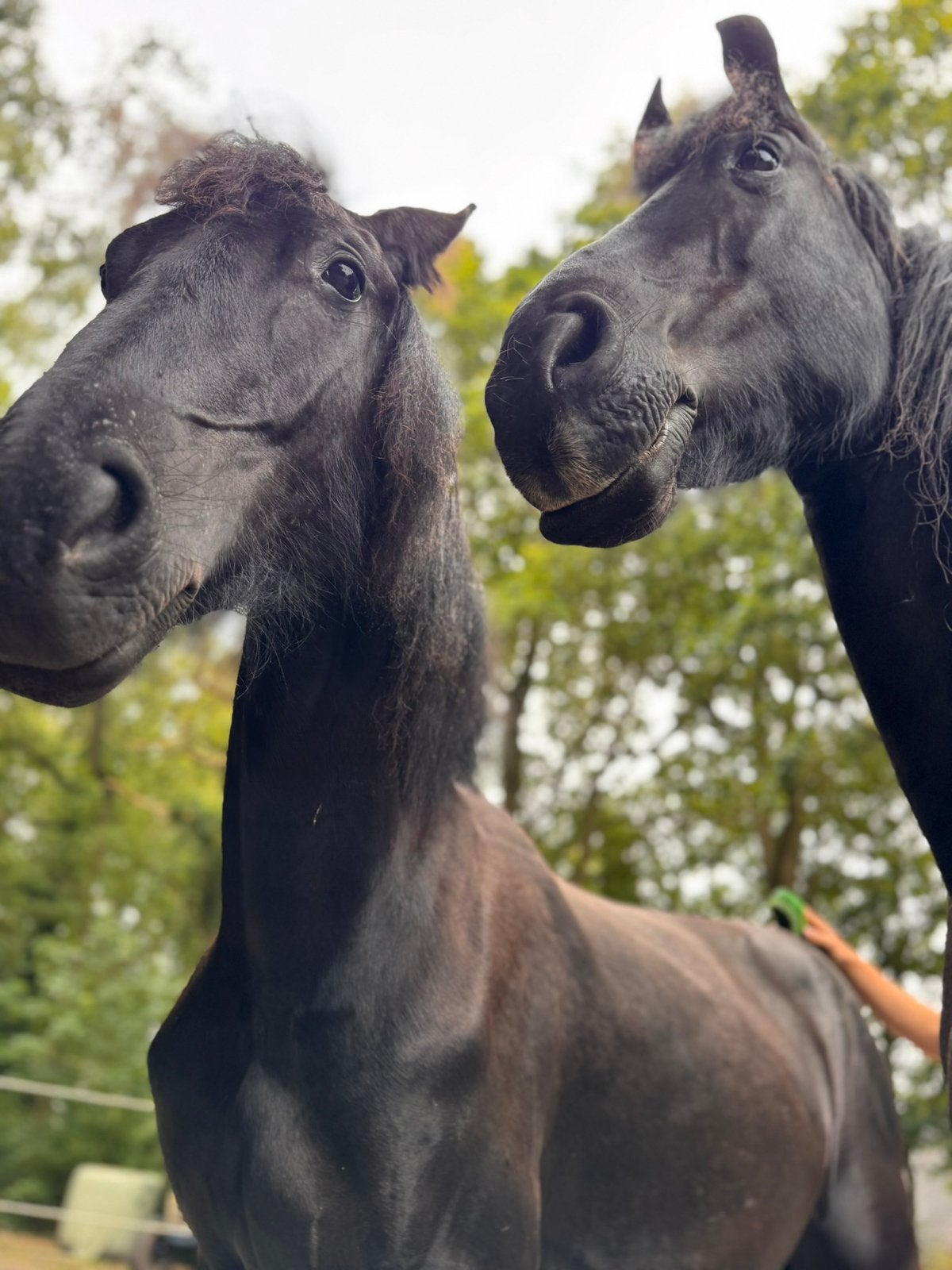 Plekje vrij voor één paardje op unieke locatie in Glimmen, Dieren en Toebehoren