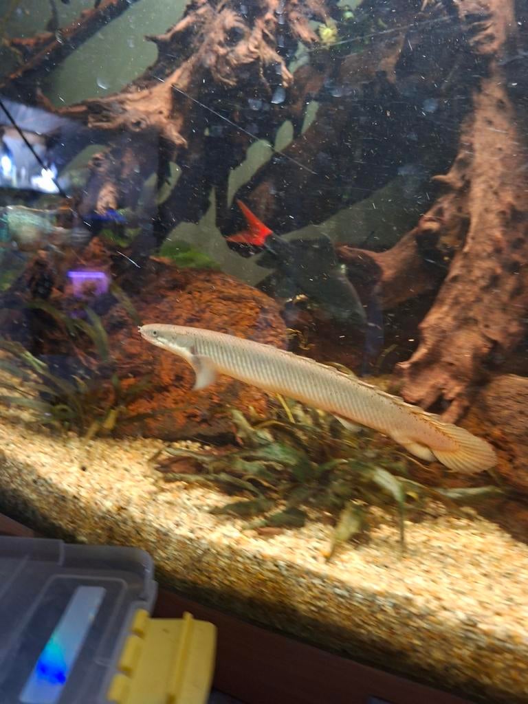 Senegal bichir XL, Vis