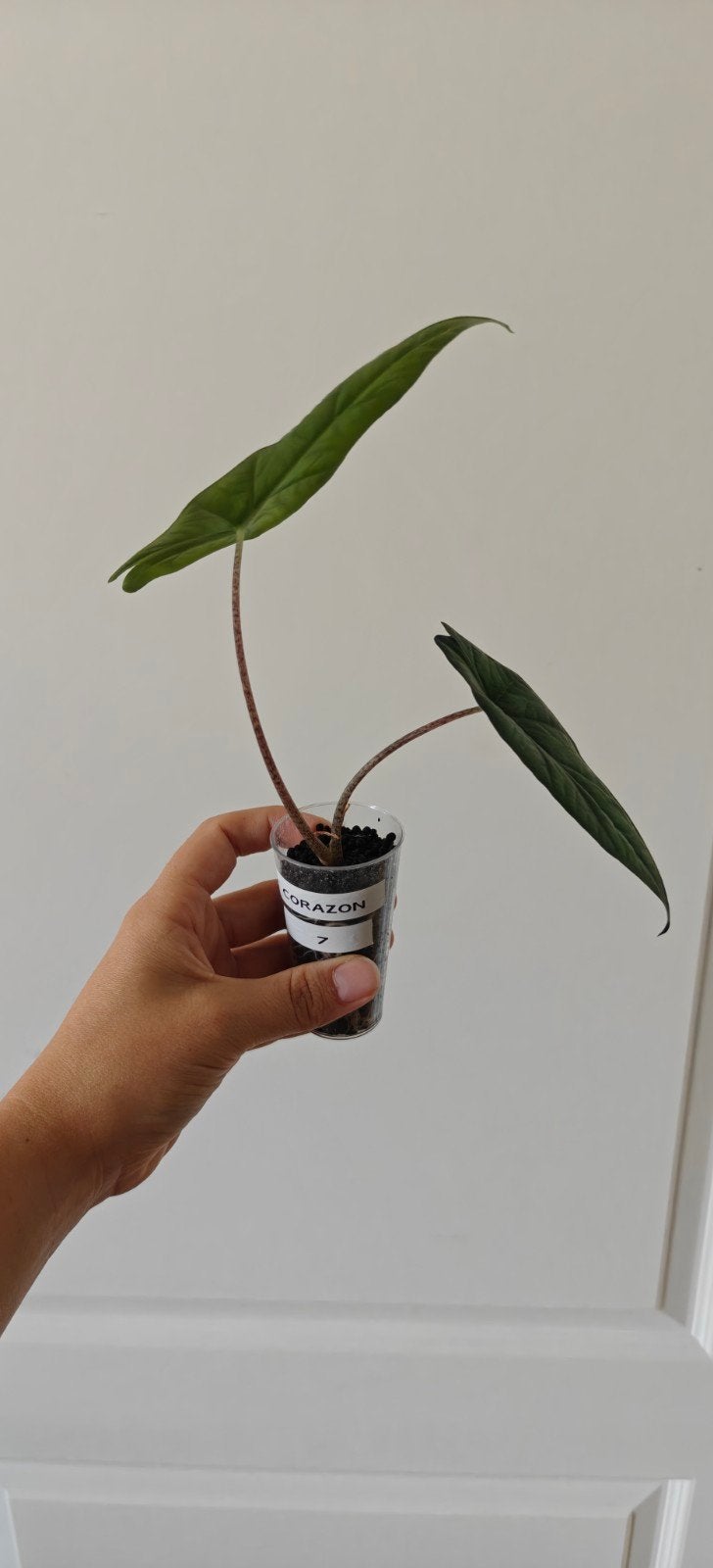 Alocasia Corazon nr 7, Huis en Inrichting, Kamerplanten, Ophalen of Verzenden, Halfschaduw, Minder dan 100 cm