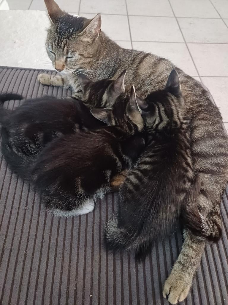 Kittens, Kater