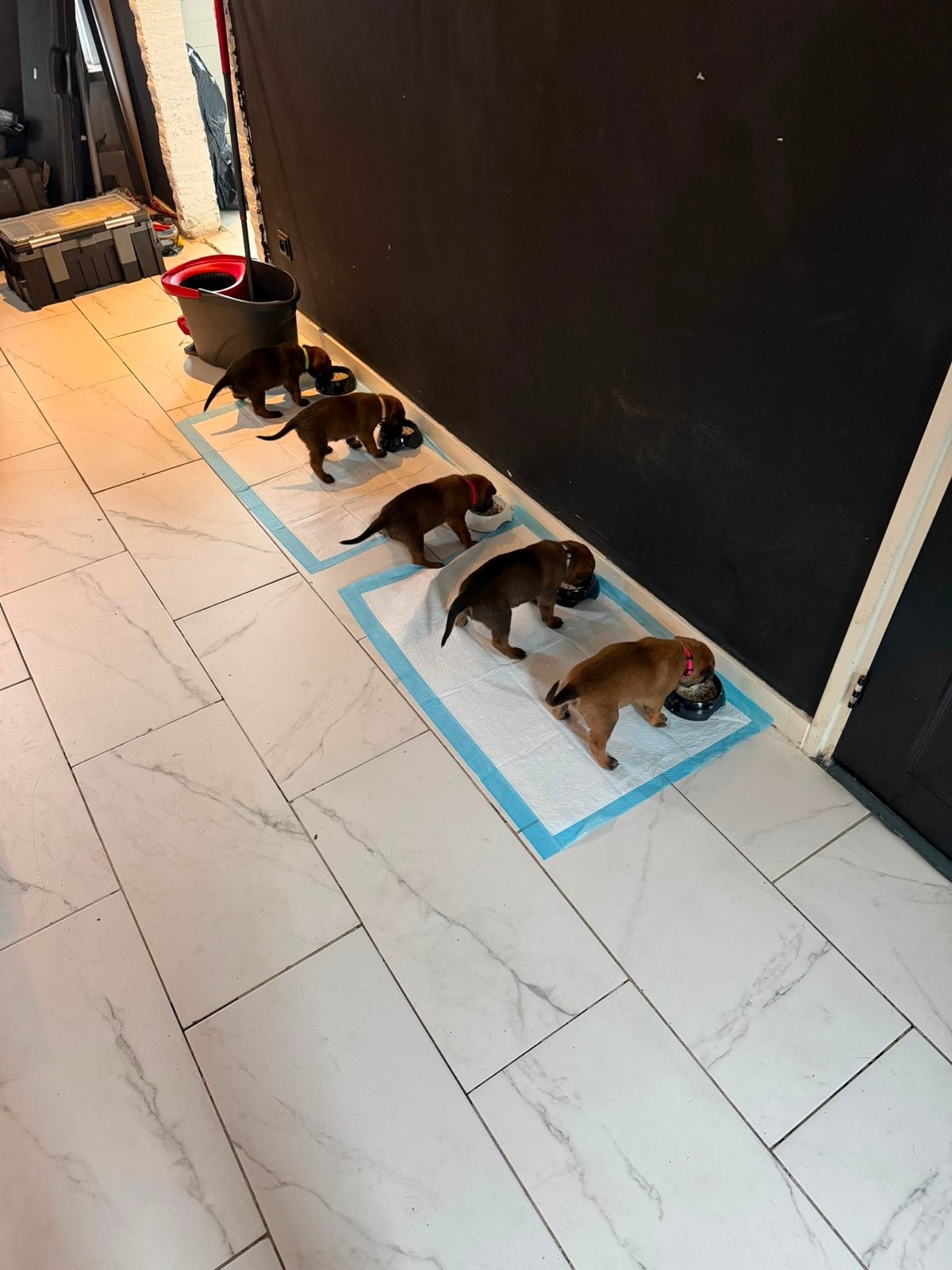 Exclusieve Mechelse HerderPups KNPVBloedlijn 49684, 8 tot 15 weken, Meerdere, Meerdere dieren, CDV (hondenziekte)