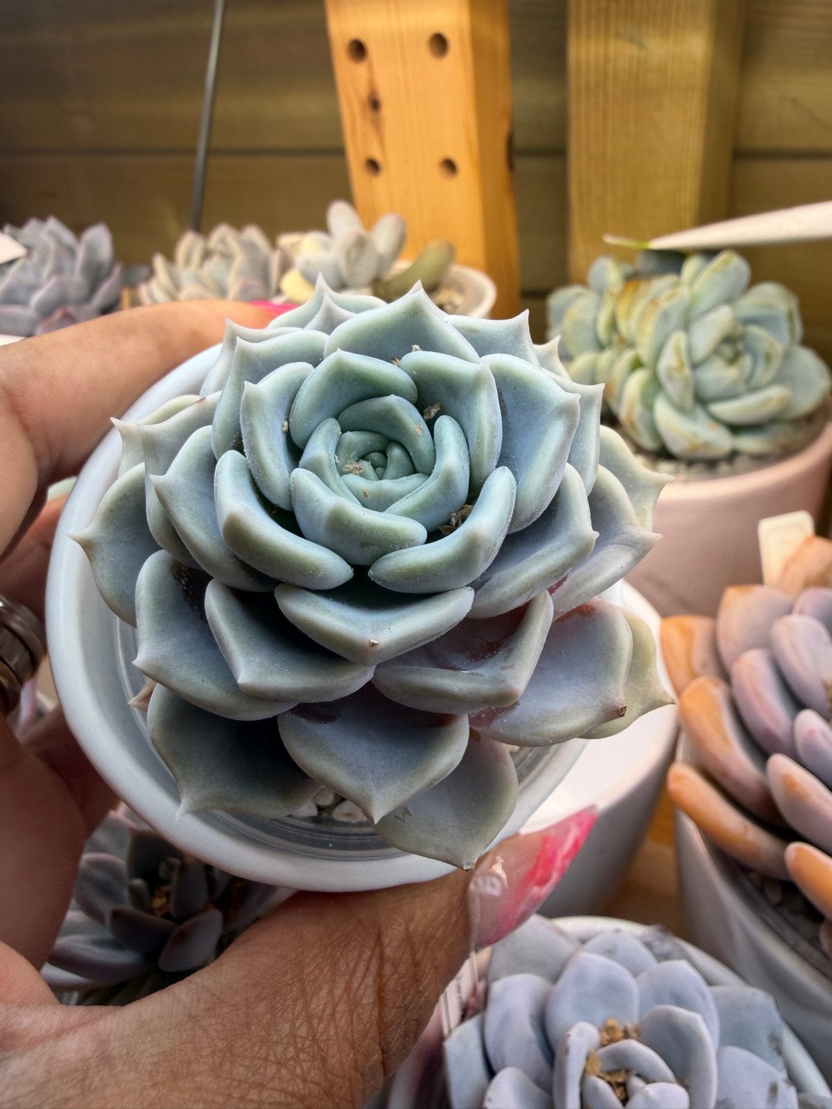 Echeveria Lola Hybride - Prachtige Succulent, Verzenden, Halfschaduw, Minder dan 100 cm