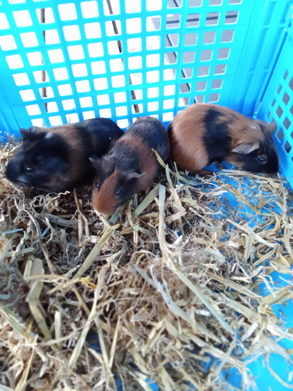 jonge cavia's, Dieren en Toebehoren, Cavia, Vrouwelijk, Tam, September