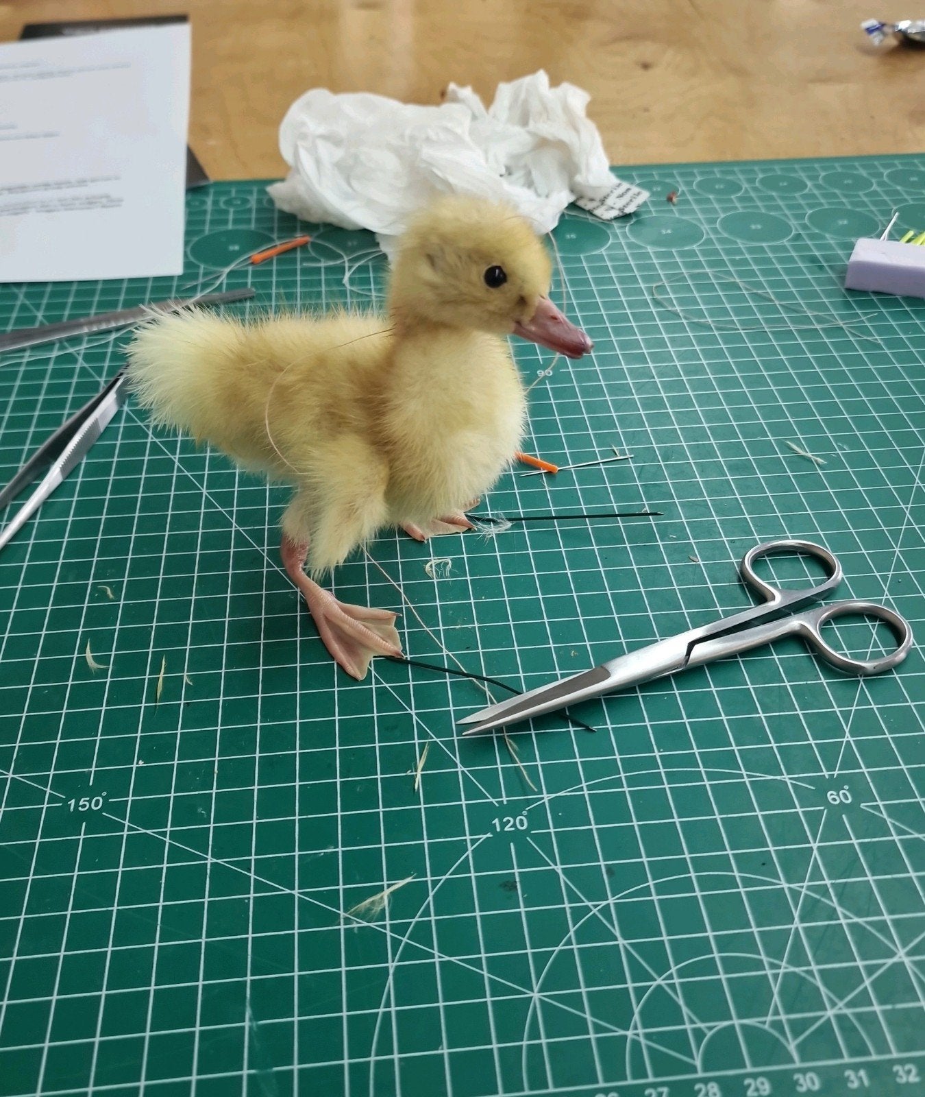 Gezocht natuurlijk overleden dieren voor taxidermy, Ophalen, Beeldje of Figuurtje