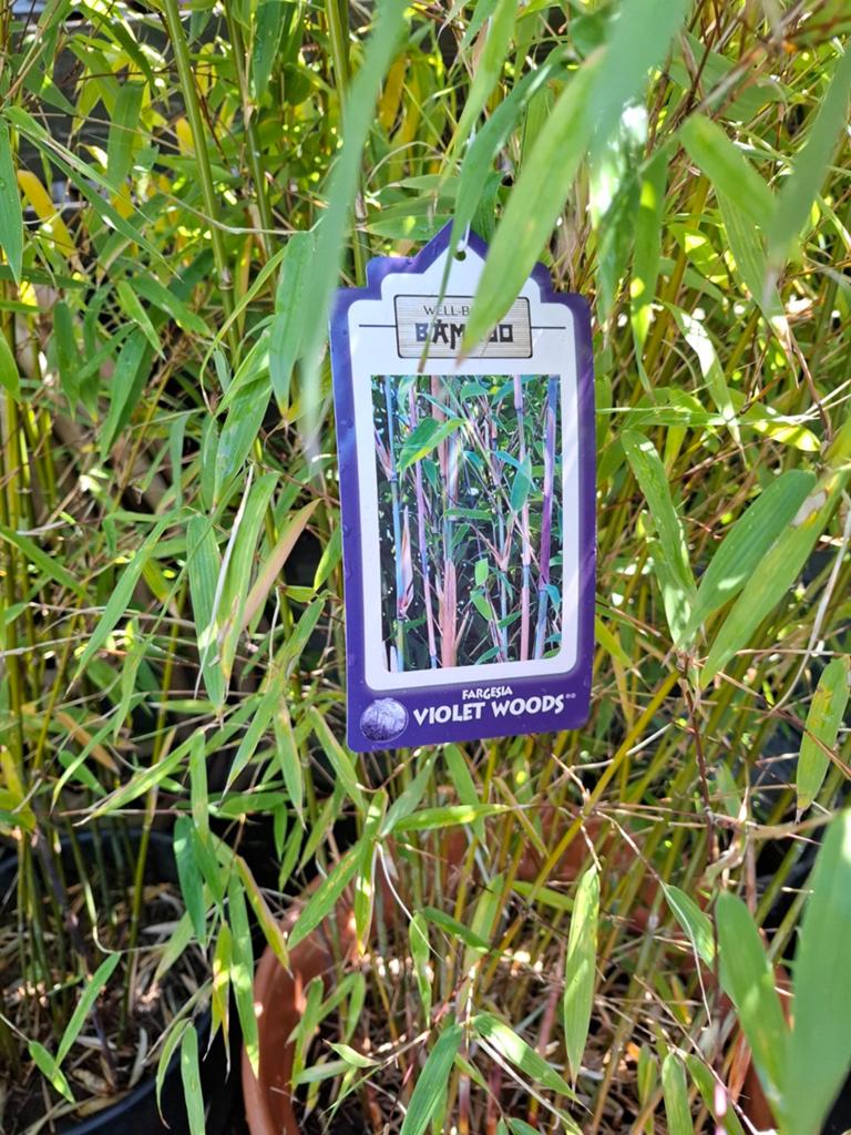 Bamboe Fargesia 'Violet Woods' - 2.5m hoog, Tuin en Terras, Planten | Tuinplanten, Ophalen, Vaste plant, Siergrassen, Bloeit niet