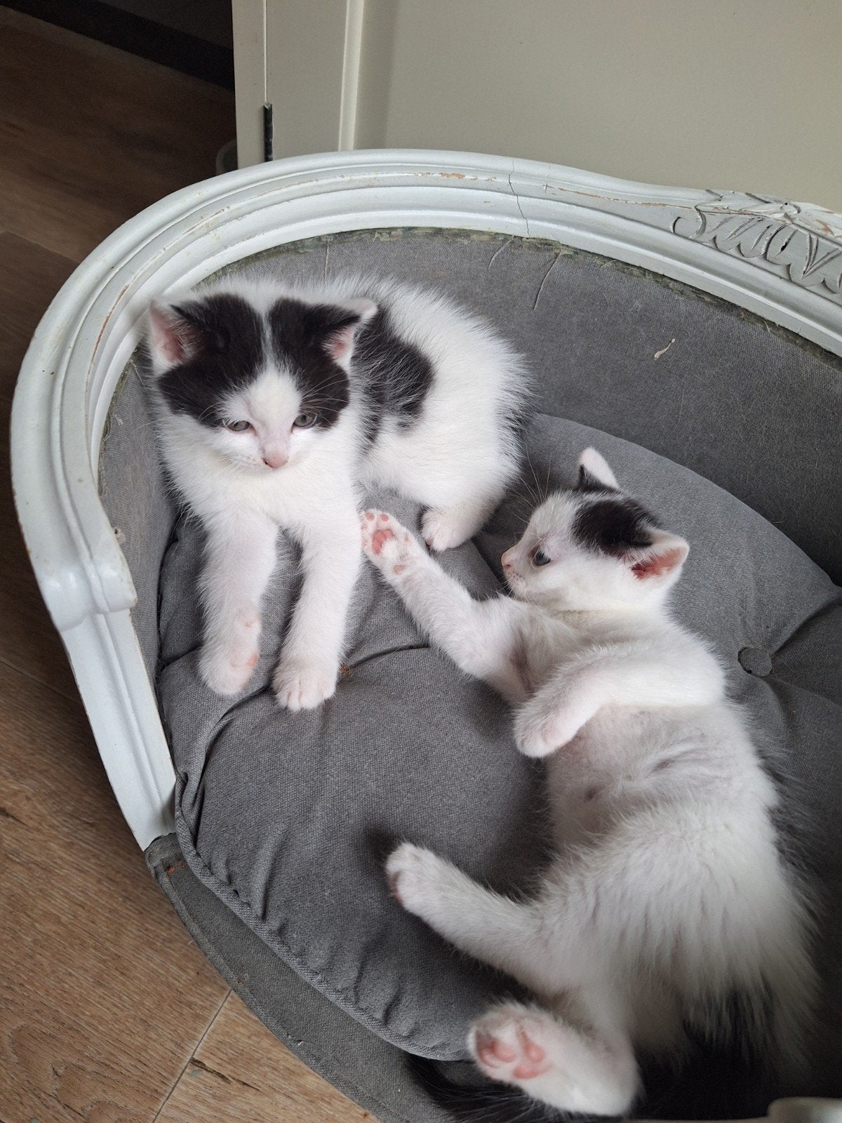 kruising ragdoll kittens