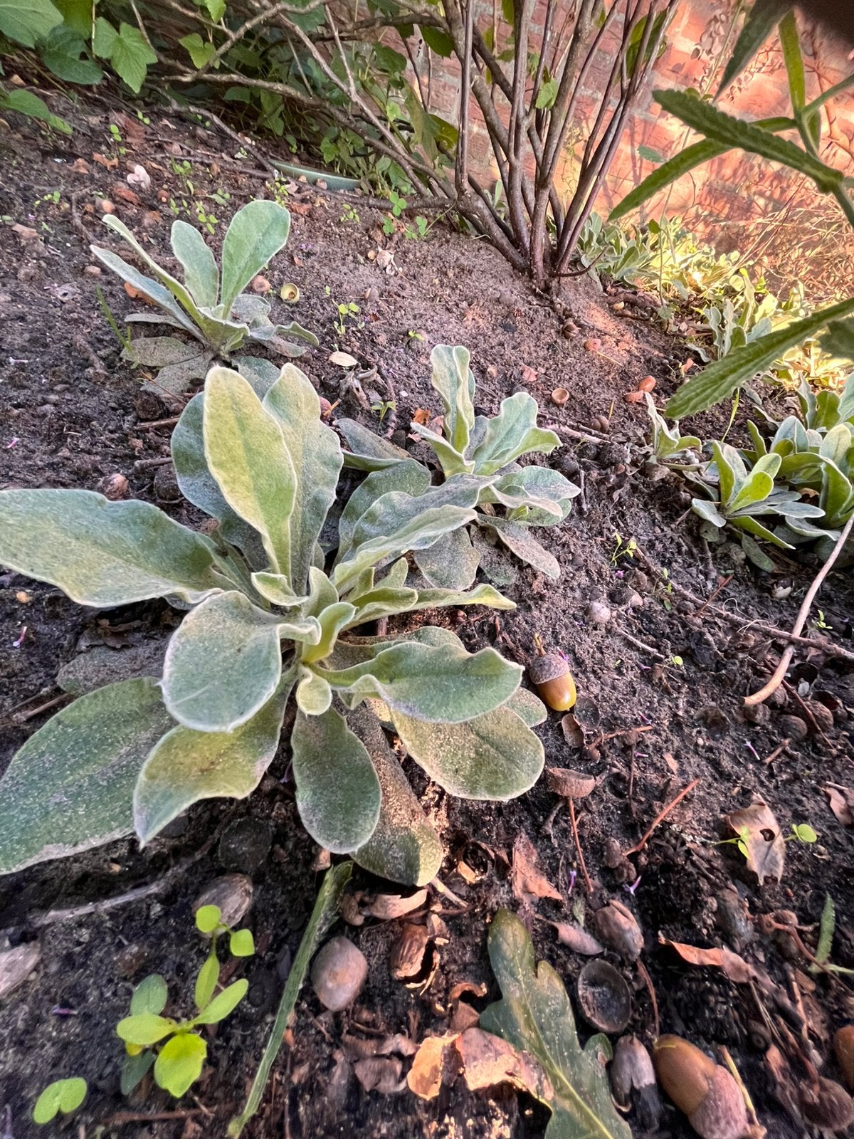 Plantjes prikneusje, Ophalen of Verzenden, Eenjarig, Overige soorten, Volle zon