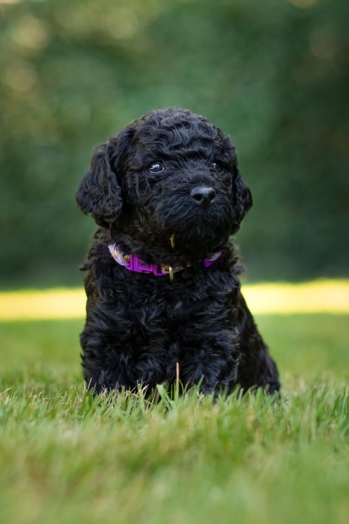 Prachtige labradoodle pups, Dieren en Toebehoren, Honden | Niet-rashonden, 8 tot 15 weken, Meerdere dieren, Eén hond, Middel