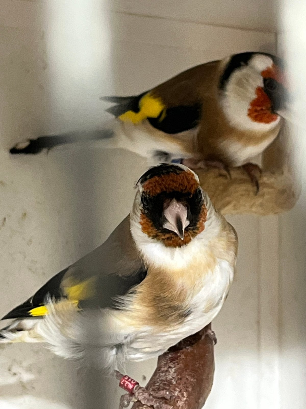 Koppel Putters 2023-Man 2024 Pop Geringd., Dieren en Toebehoren, Meerdere dieren, Wildzangvogel, Geringd