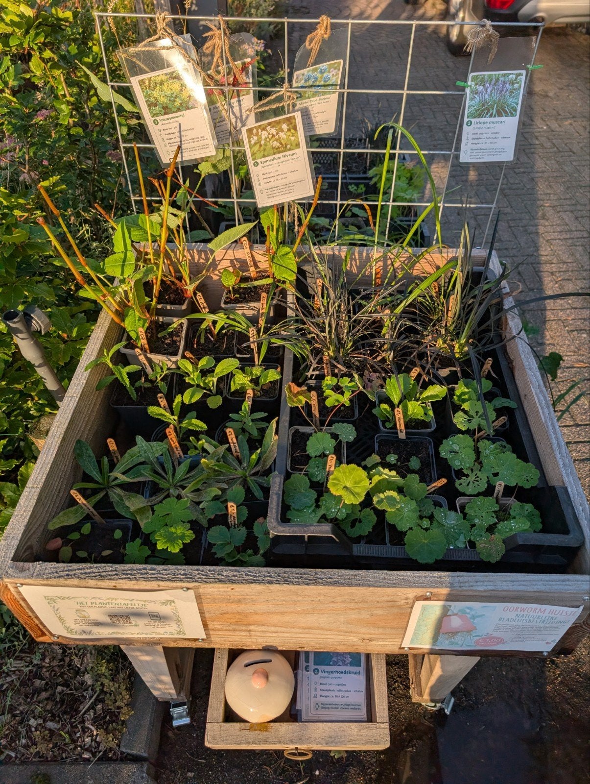 2 plantentafels met vaste planten voor kleine prijzen, Ophalen, Vaste plant, Siergrassen, Volle zon