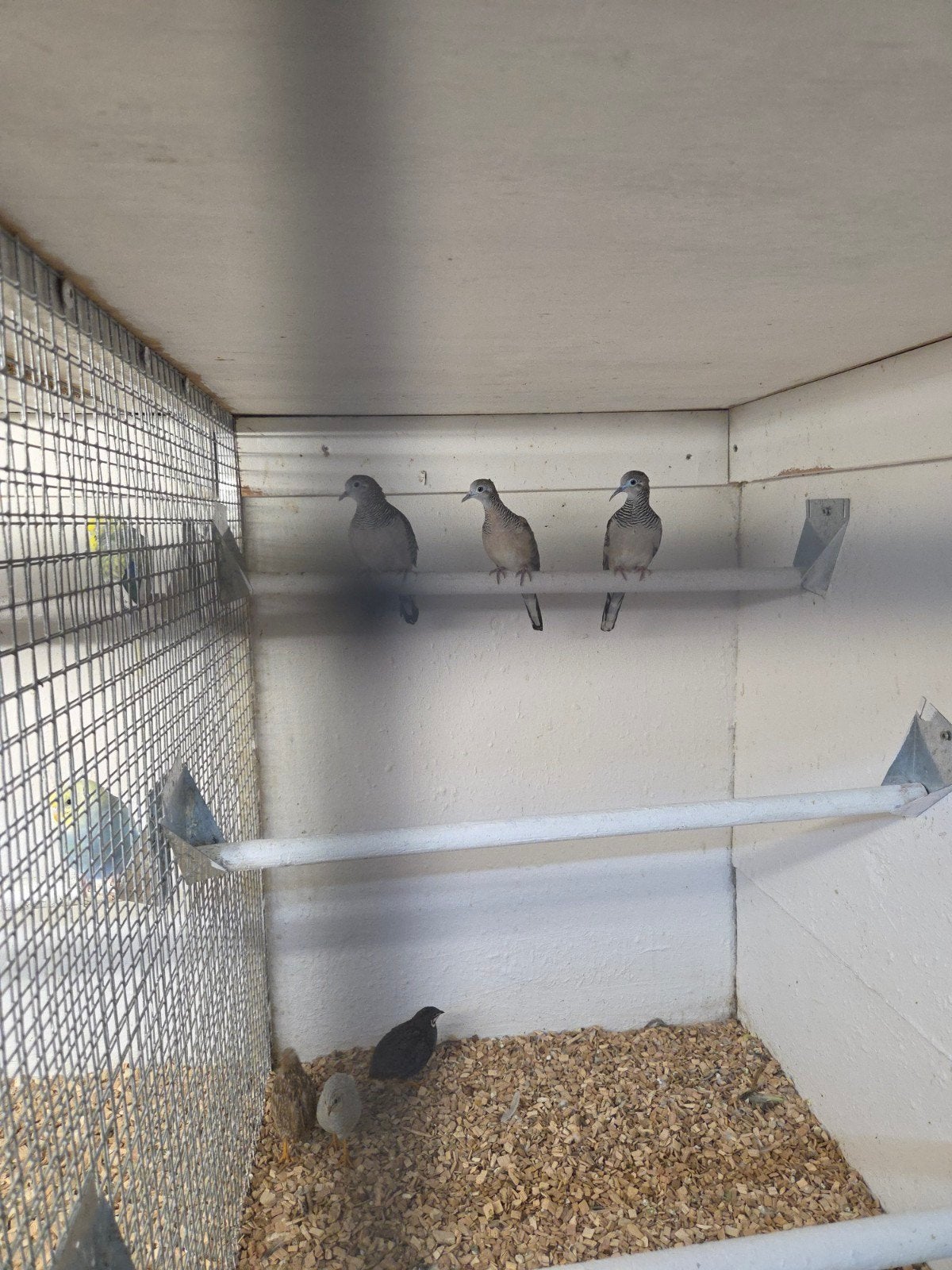vredes duifjes, Meerdere dieren, Overige soorten