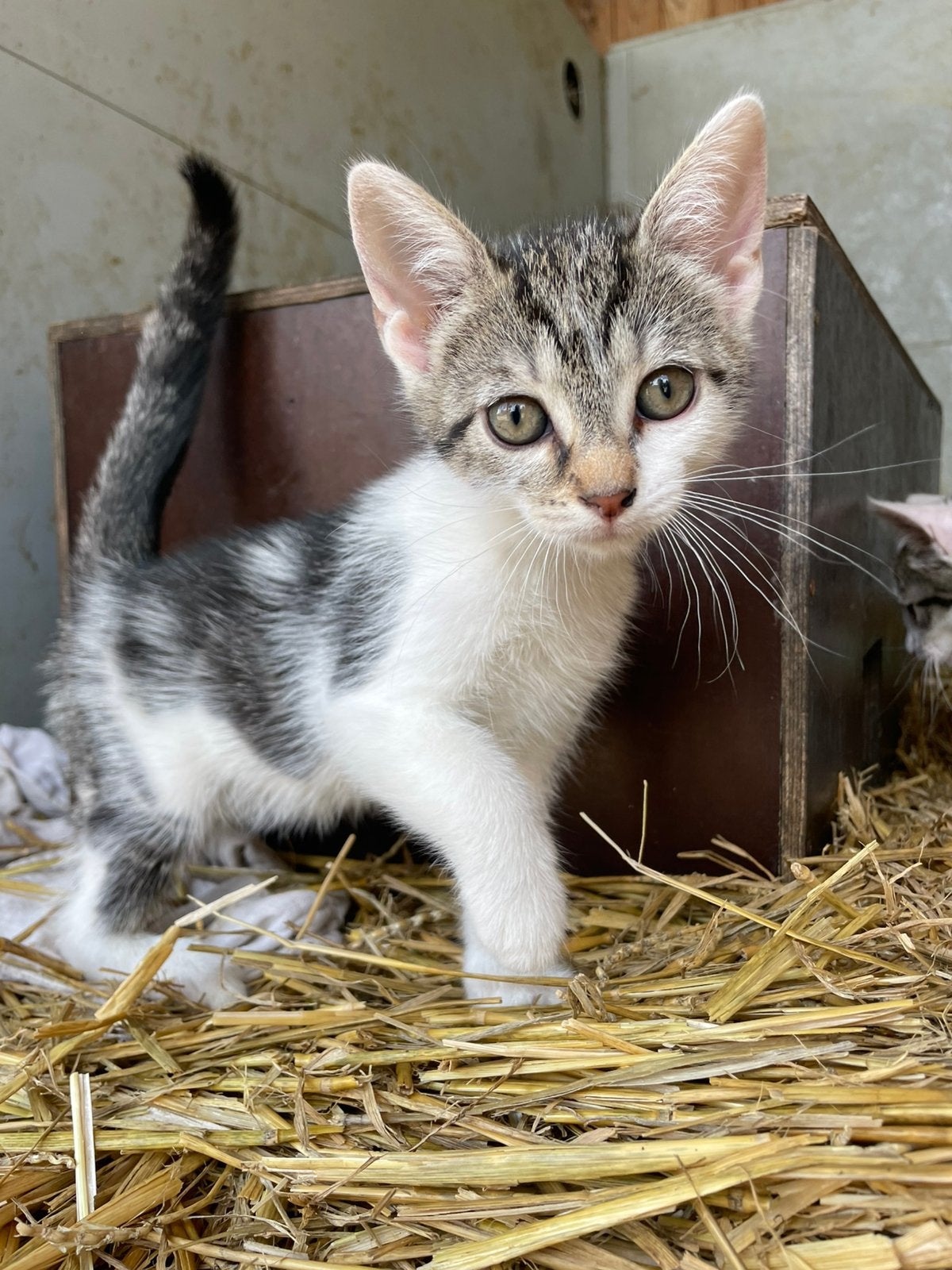 Mooie kittens te koop, Meerdere dieren, Kortharig, 0 tot 2 jaar