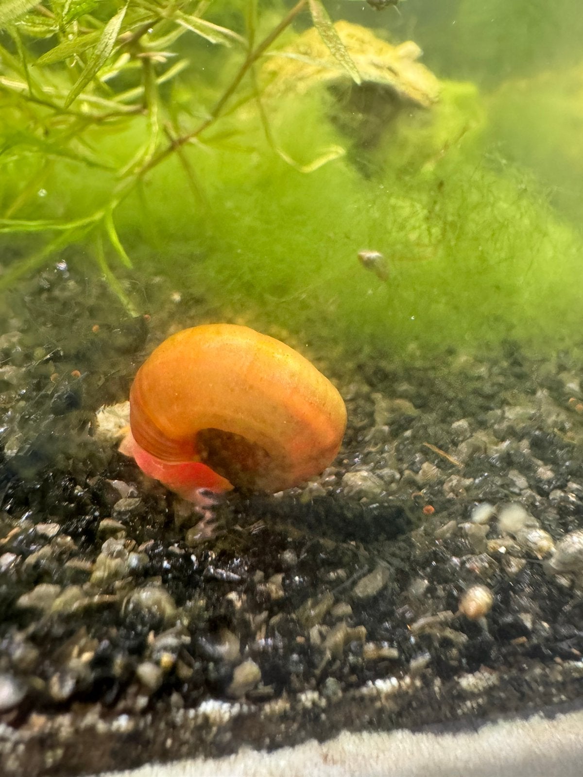 Blue Orange Eyes garnaaltjes op kraanwater, Dieren en Toebehoren, Vissen | Aquariumvissen, Kreeft, Krab of Garnaal, Zoetwatervis