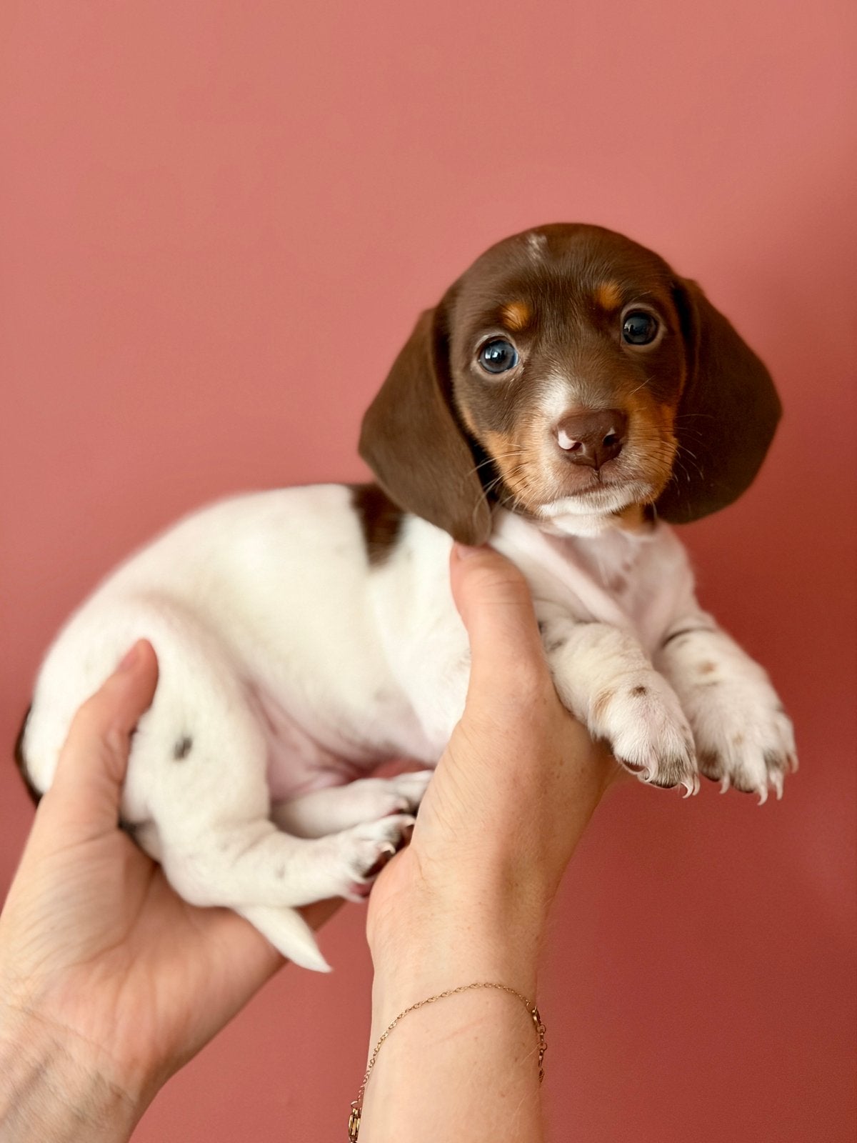 Unieke Bonte (Piebald) Dwergteckel Pups!, Parvo, Reu, 8 tot 15 weken, Korthaar