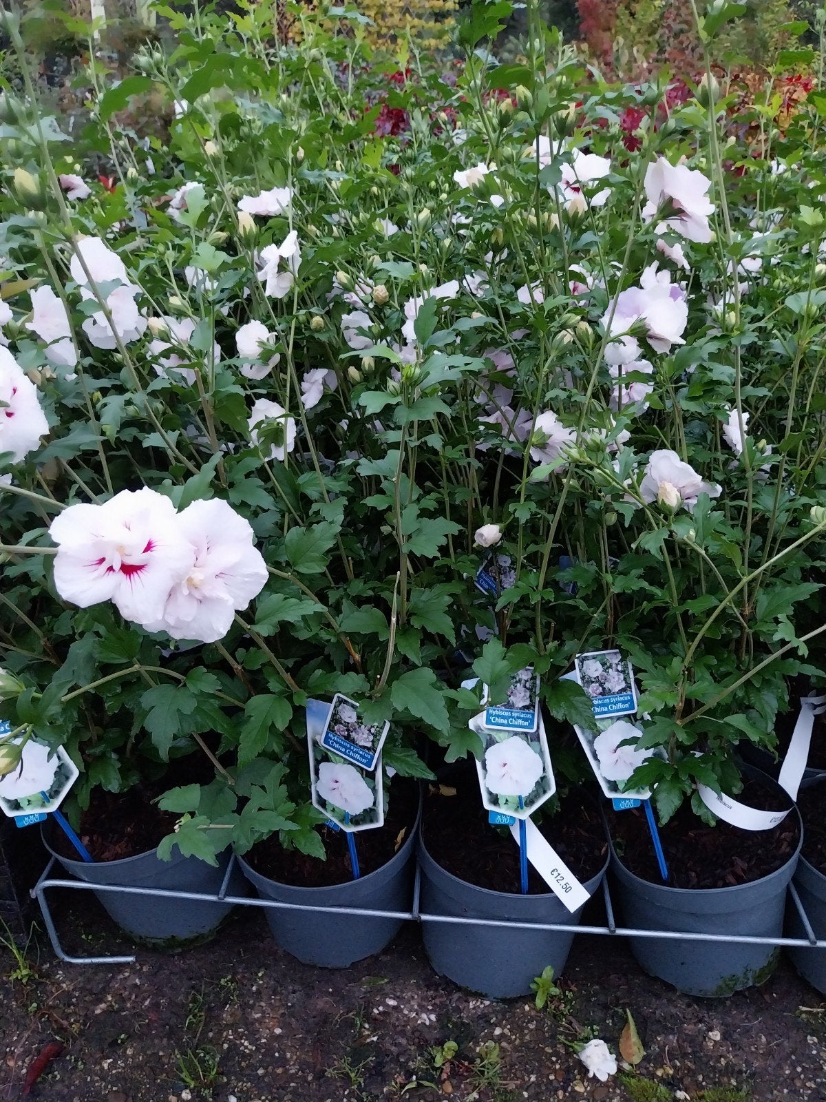 Hibiscus struiken 80 cm - Prachtige bloeiers voor uw tuin, Ophalen, Overige soorten, Minder dan 100 cm