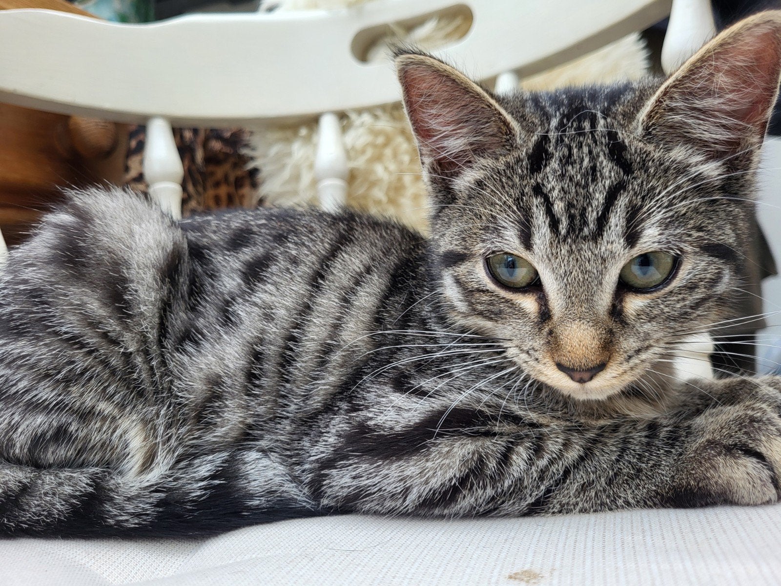 50%Ragdoll kittens, mogen verhuizen,verschillende prijzen, Dieren en Toebehoren, Meerdere dieren, Kortharig, 0 tot 2 jaar