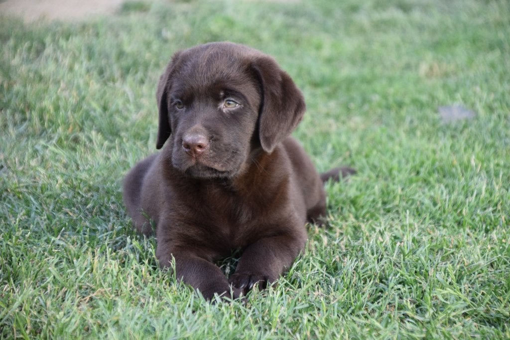 Bruine & Zwarte labrador pups mogen naar een nieuw huisje!, Parvo, 8 tot 15 weken, Labrador retriever, Meerdere
