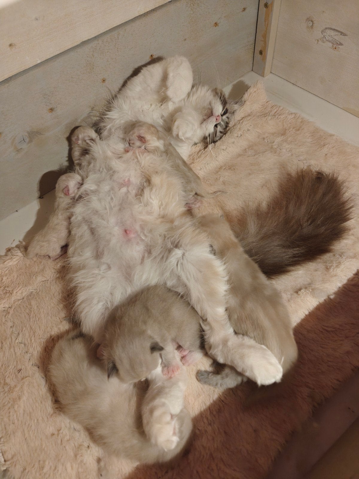 Prachtige BirmaDoll kittens, Meerdere dieren, Langharig, 0 tot 2 jaar