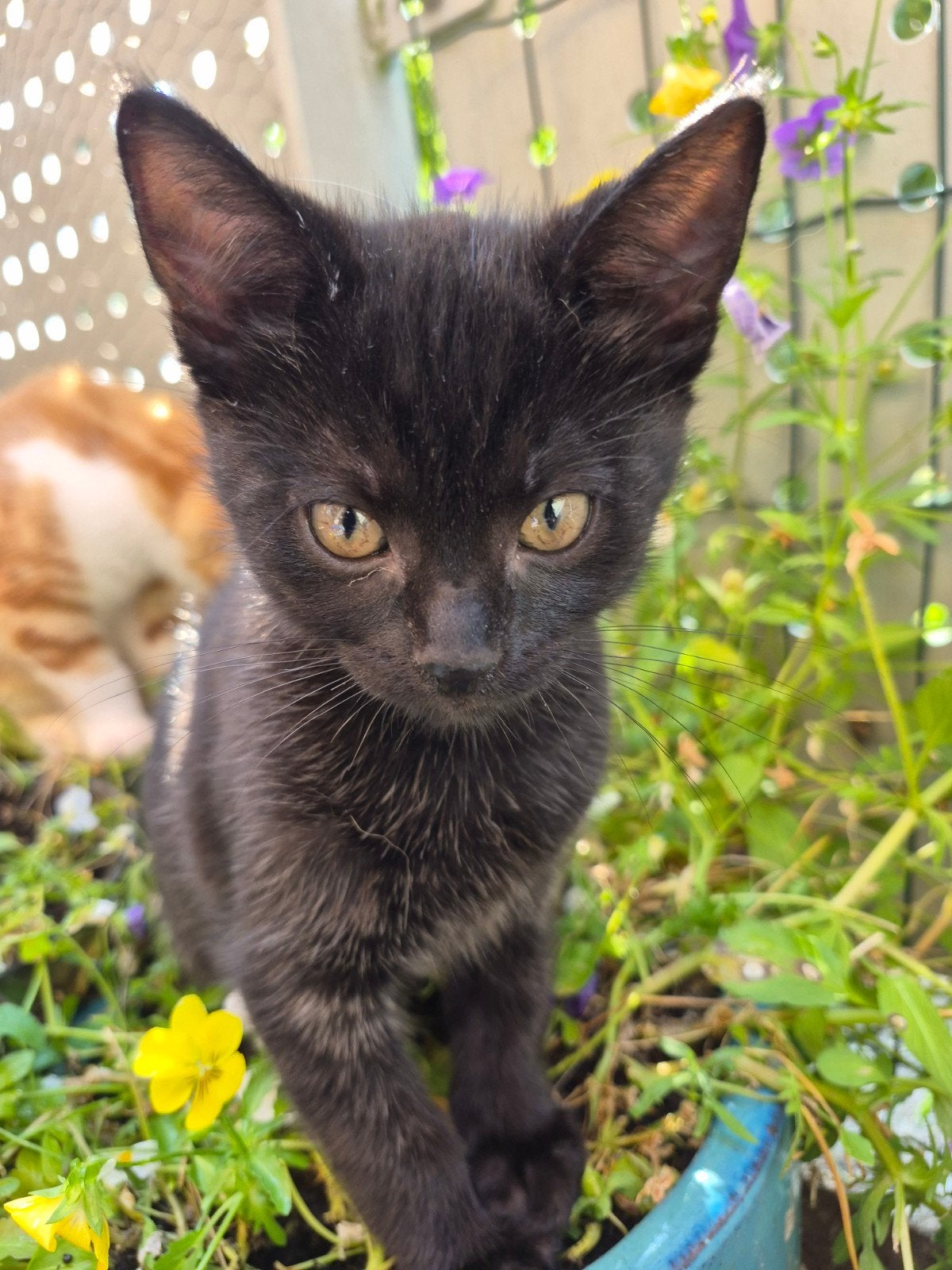 lieve kittens zoeken een voor altijd huis, Meerdere dieren