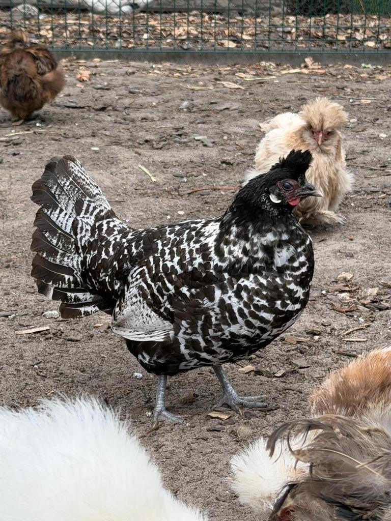 Appenzeller spitskuif hennen, Vrouwelijk, Kip