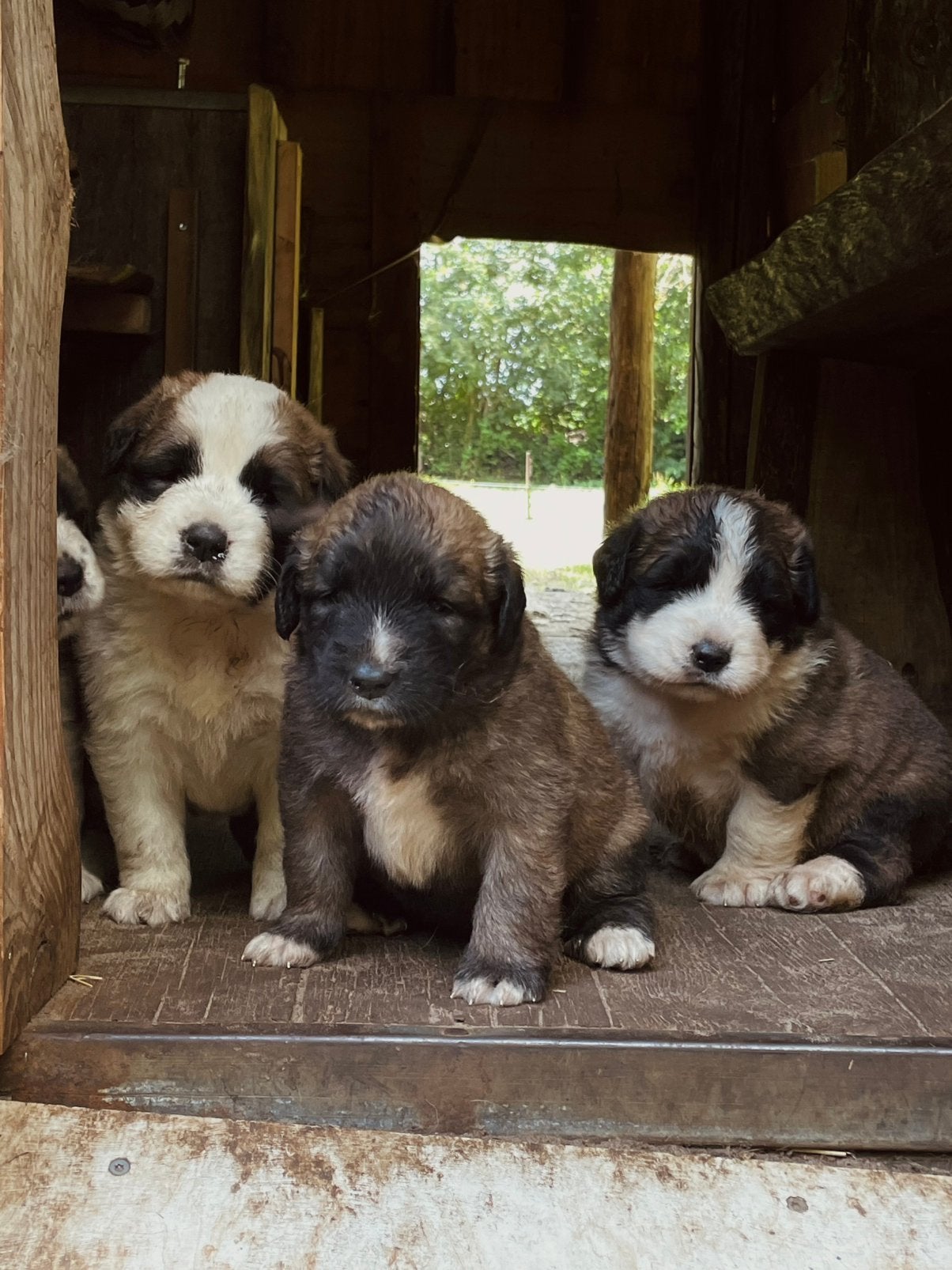 Sint bernard kruising X leonberger/pyreneese berghond pups, Dieren en Toebehoren, 8 tot 15 weken, Groot, Meerdere, Meerdere dieren