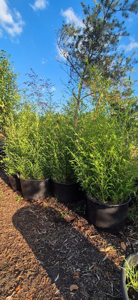 Bamboe phylostachys aureo.Spectabilis, Tuin en Terras, Ophalen, Bloeit niet, Overige soorten, Volle zon