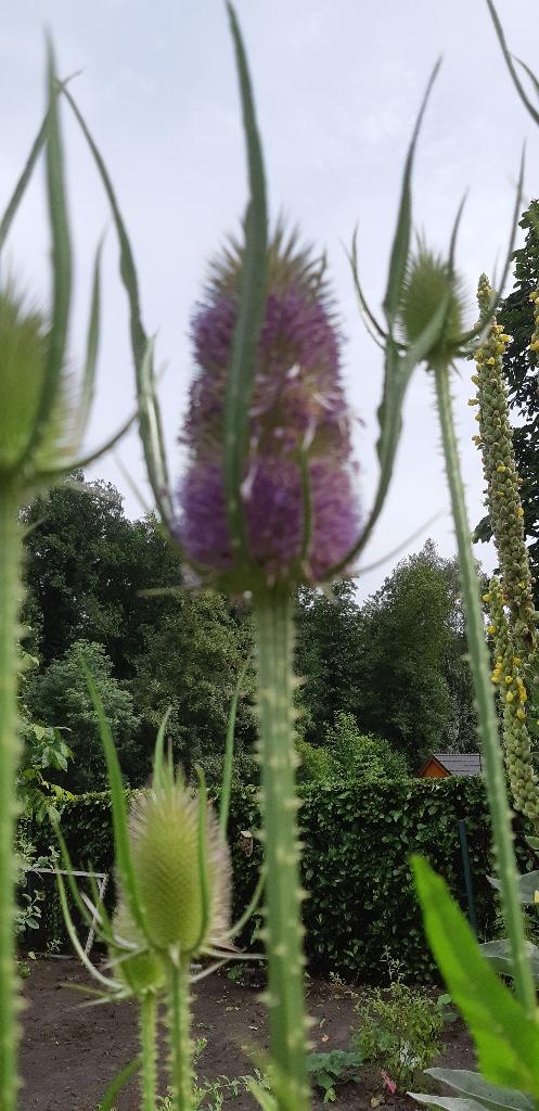 10 stuks kaardebol in 1 koop, Tuin en Terras, Ophalen of Verzenden, Eenjarig, Overige soorten, Volle zon