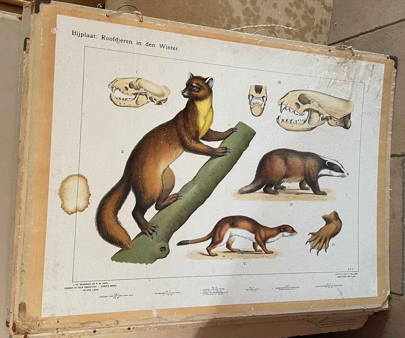 Verzameling van 20 Schoolplaten - Bijplaten (Natuur & Biolog, Antiek en Kunst, Antiek | Schoolplaten, Ophalen, Natuur en Biologie