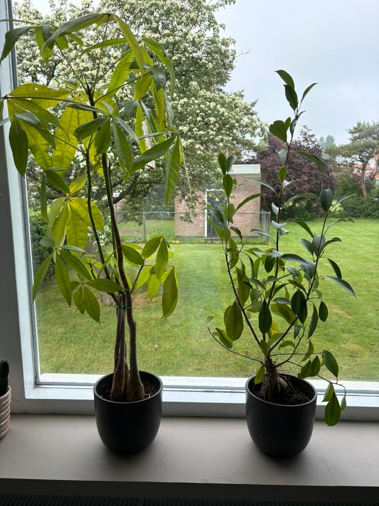 Planten, Ophalen, Halfschaduw, Minder dan 100 cm