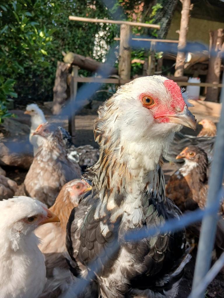 Araucana en cochin kriel haantjes gratis ophalen, Mannelijk, Kip