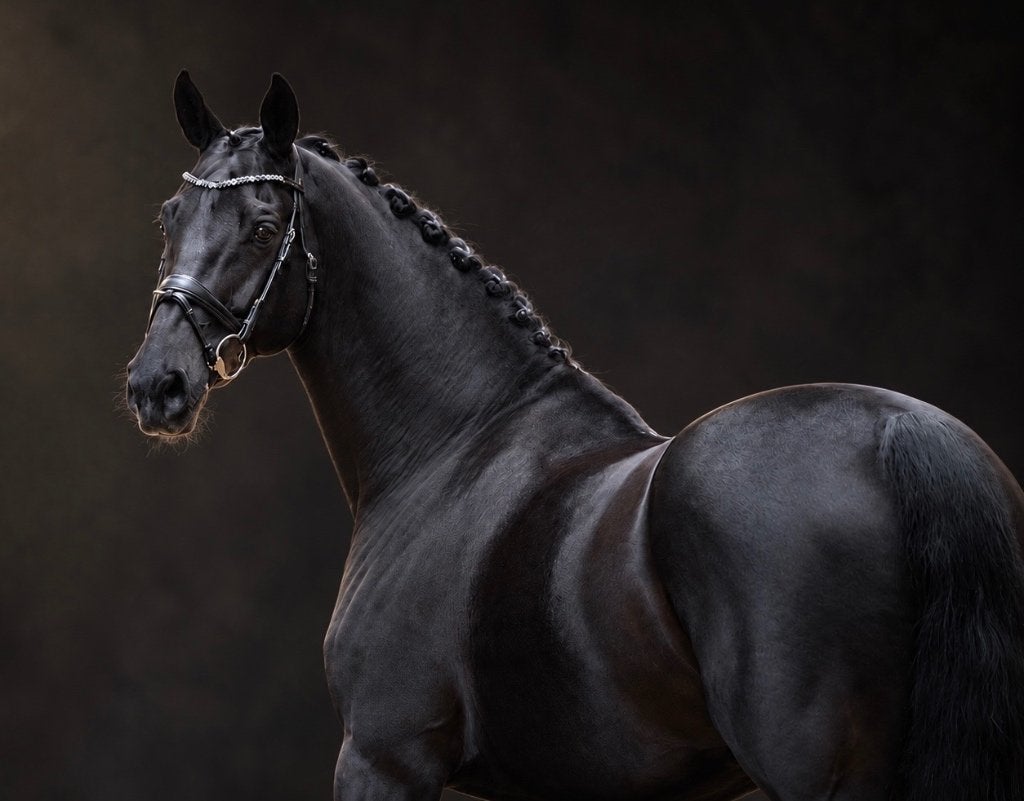 Knappe 12 jarige parel, Dieren en Toebehoren, ZZ, Met stamboom, Ruin, Dressuurpaard