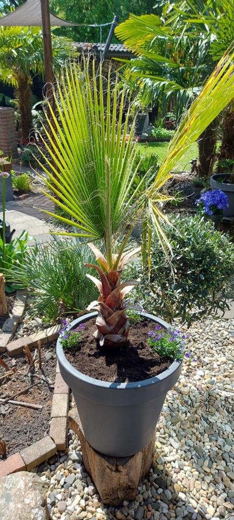 Washingtonia Robusta, Mexicaanse waaierpalm, Tuin en Terras, Ophalen, Overige soorten, Volle zon