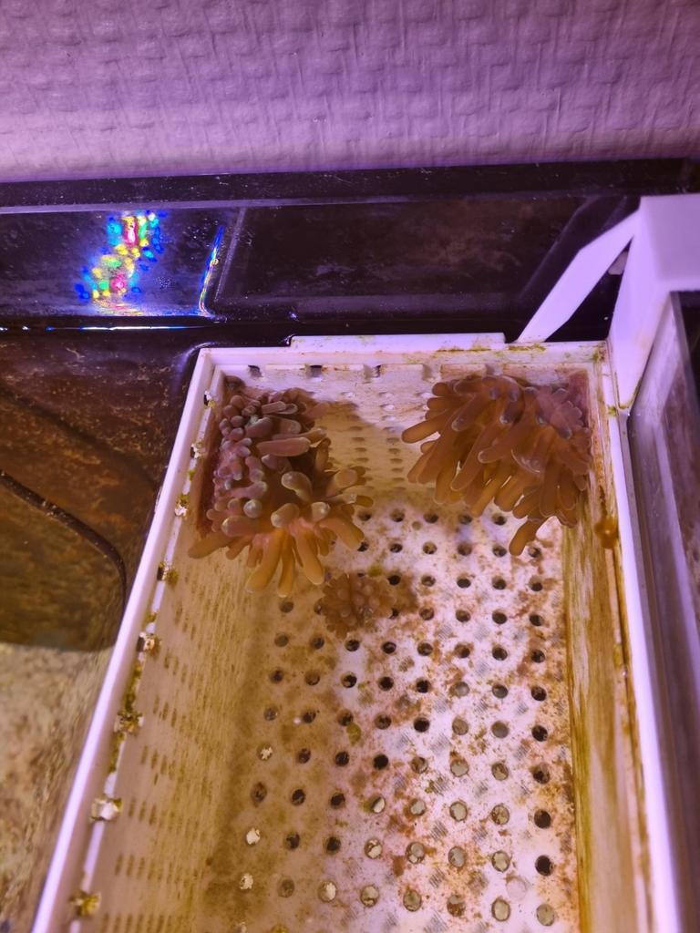 Diverse koraal stekjes zeewateraquarium, Ophalen of Verzenden