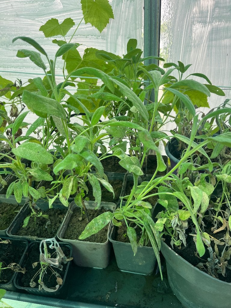 Plantjes salie (en meer planten), Tuin en Terras, Planten | Tuinplanten, Ophalen, Vaste plant, Groenteplanten, Volle zon
