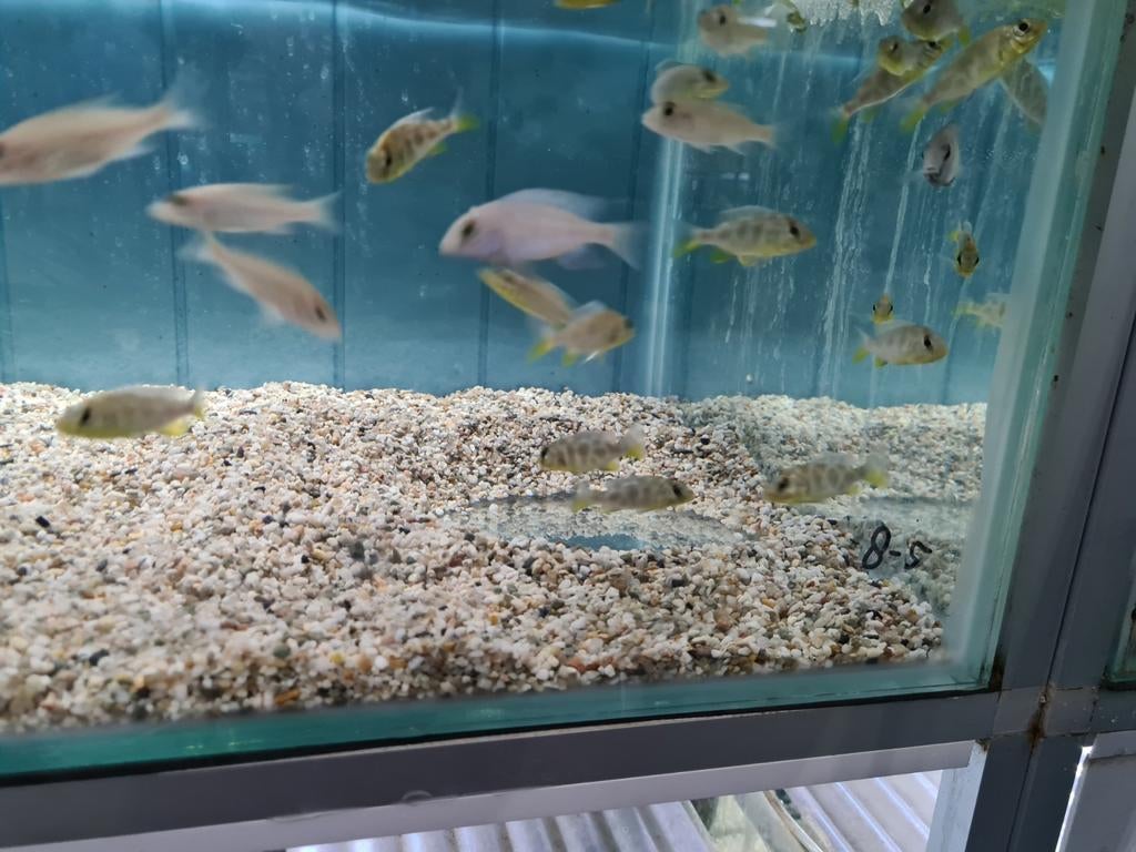 Nimbochromis Venustus Malawi Cichliden