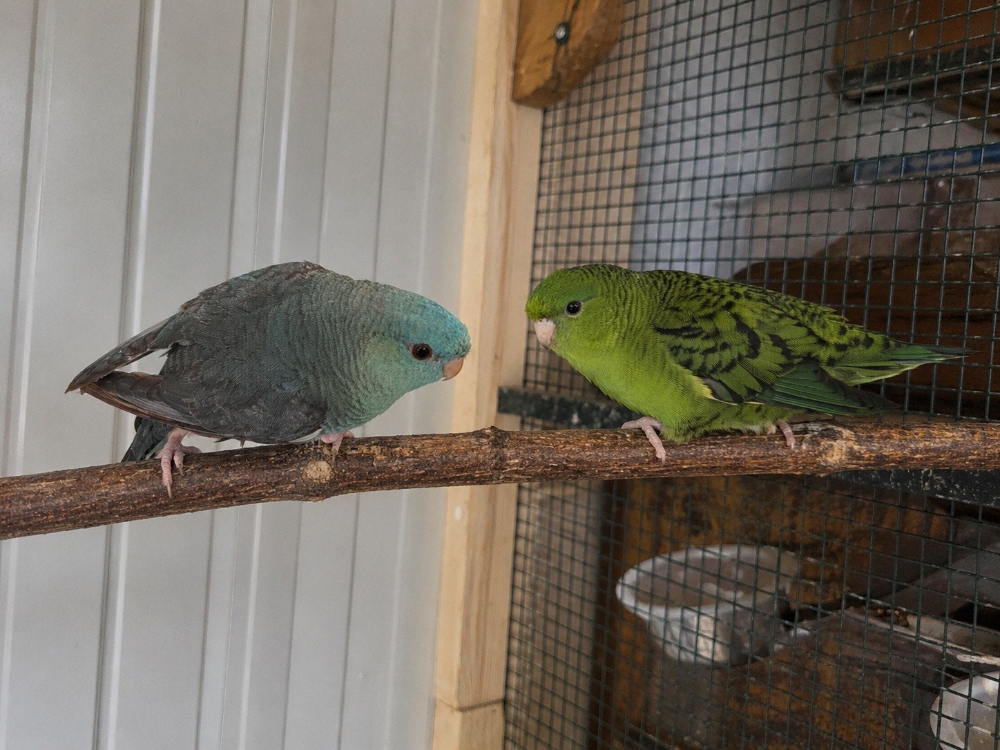 koppel catharina parkieten blauw groen, Meerdere dieren, Parkiet