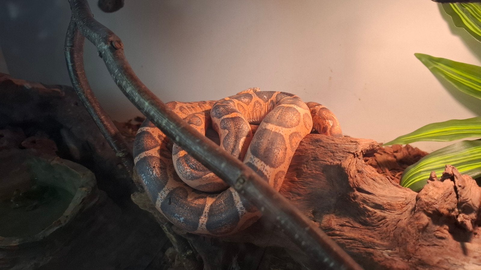 leuke scaleless rattenslang Rat Snake photo 2