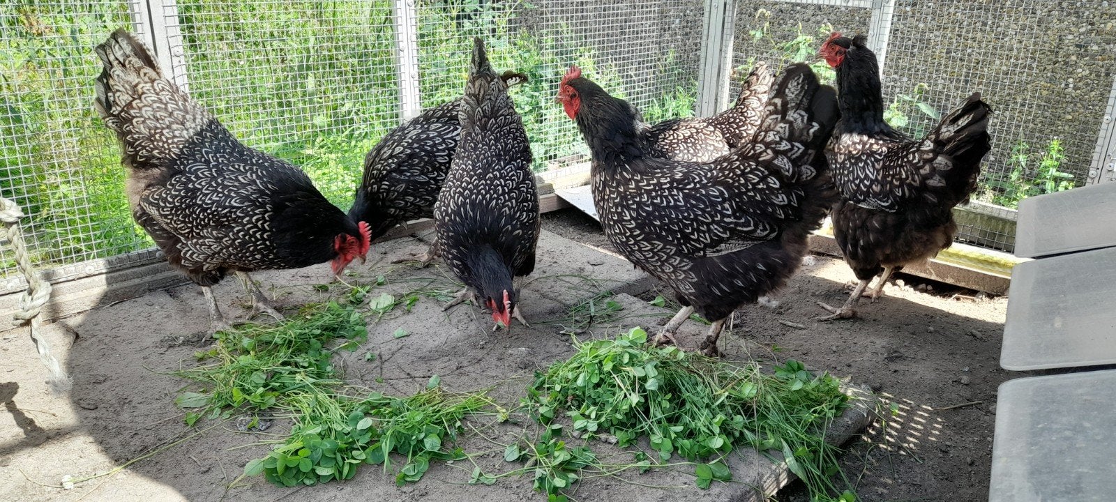 8 Dubbelgezoomde barnevelder hennen., Dieren en Toebehoren, Pluimvee, Vrouwelijk, Kip